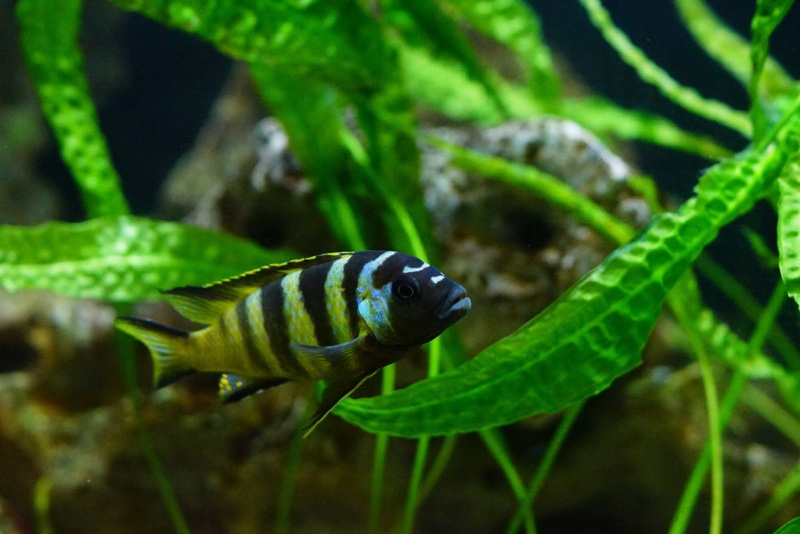 Maylandia melissa 'Chirwa Island'